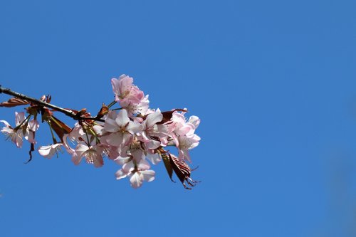 flowers  sakura  sky