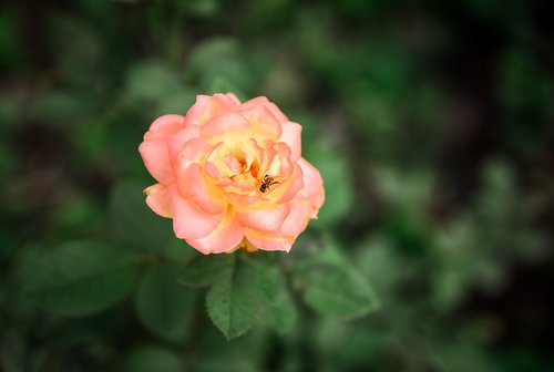 flowers  roses  nature