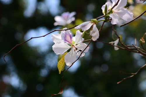 flowers  the leaves  tree