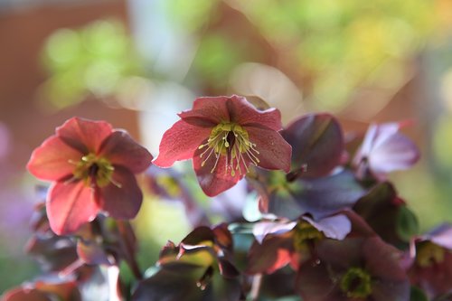 flowers  plants  nature