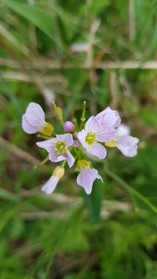 flowers  meadow  light purple