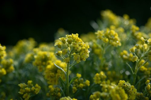 flowers  yellow  garden