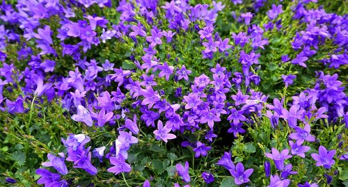 flowers  blue  shrub