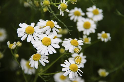 flowers  chamomile  spring