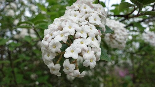 flowers  blooming  close