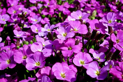 flowers  violet  spring