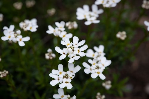 flowers  white  flower
