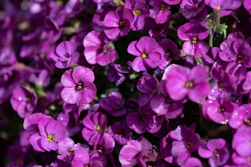 flowers  purple  pink