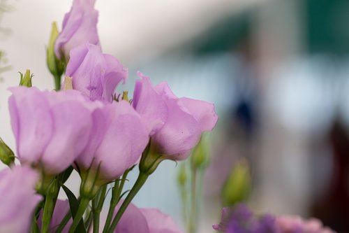 flowers  deco  wedding