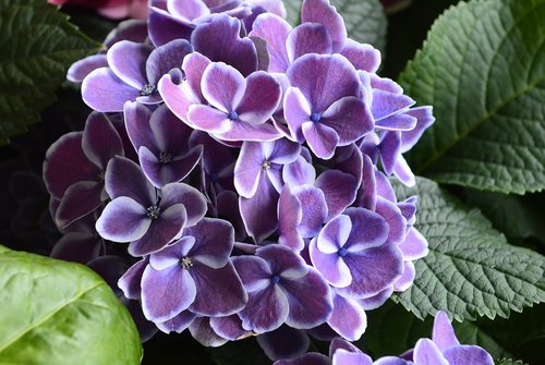 flowers  plant  blossom