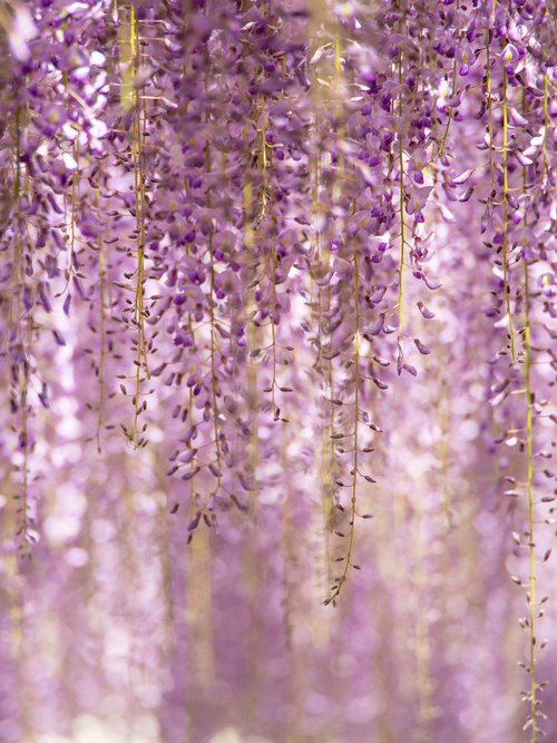 flowers  wisteria  purple