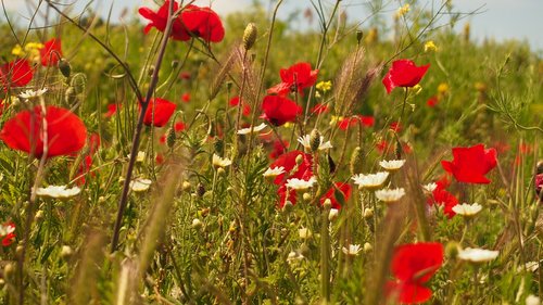 flowers  papaver  blossom