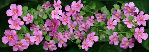 flowers  pink  ground cover