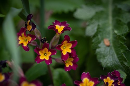 flowers  garden  in the garden