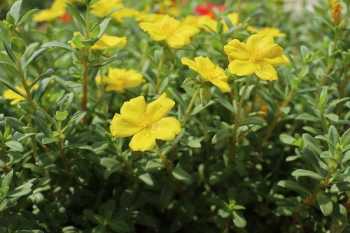 flowers  green  nature