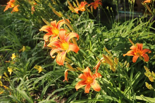 flowers  orange  spring