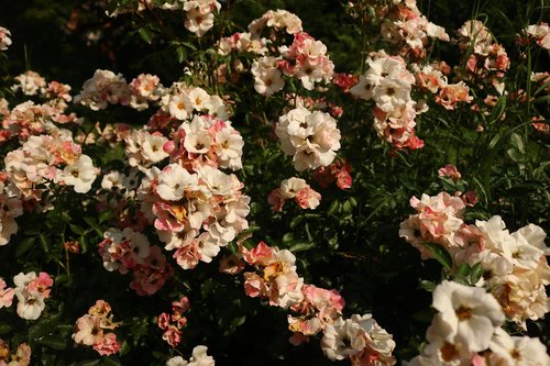 flowers  white  nature