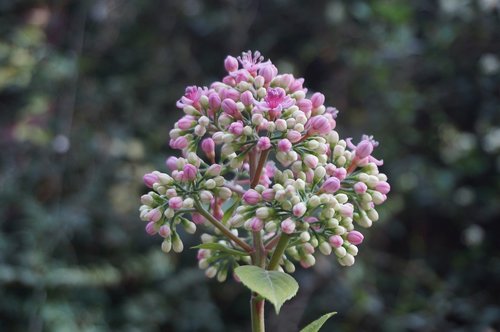 flowers  nature  garden