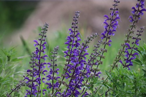 flowers  violet  plants