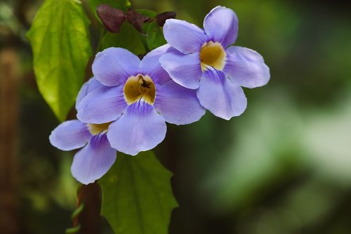 flowers  plane  violet