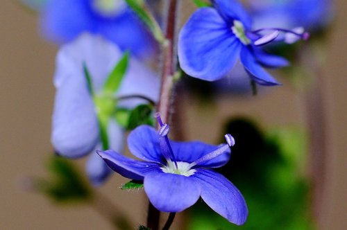 flowers  garden  purple