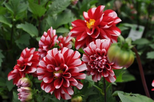 flowers  flower  dahlia