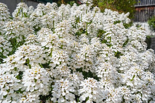 flowers  blütenmeer  white