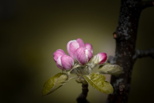 flowers  branch  apple tree