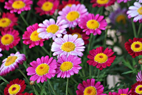 flowers  colorful  wild