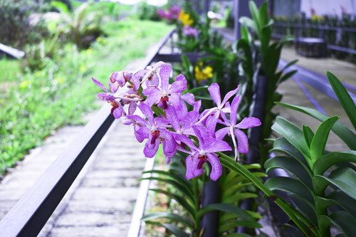 flowers  leaf  spring