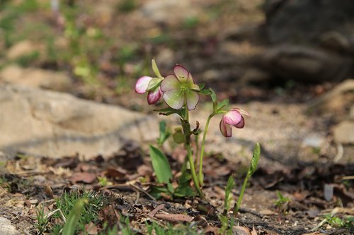 flowers  wildflower  wild