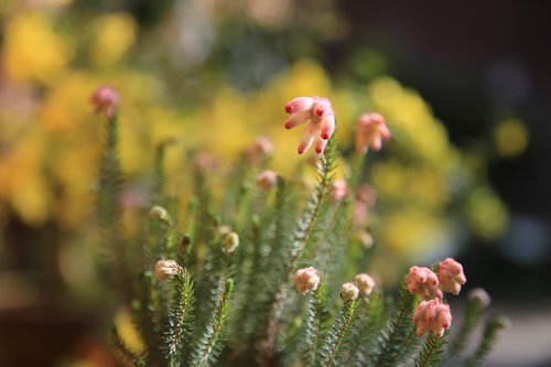 flowers  wildflower  wild