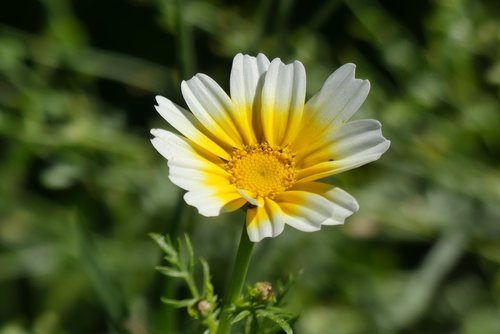 flowers  flower meadow  nature