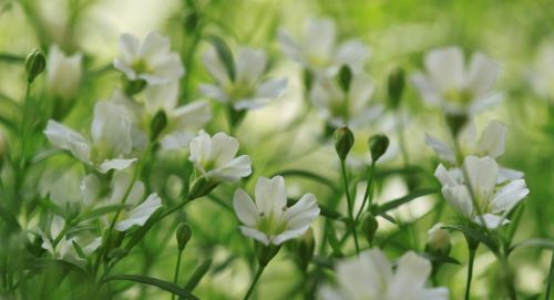 flowers plant nature