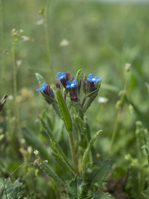 flowers  field  grass