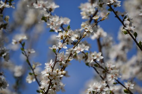 flowers  tree  branch