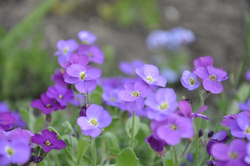 flowers  violet  purple