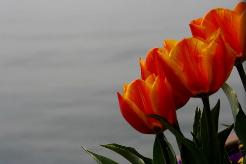 flowers  tulip  spring