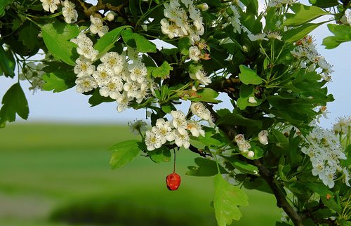 flowers  flowering  flowers of hawthorn