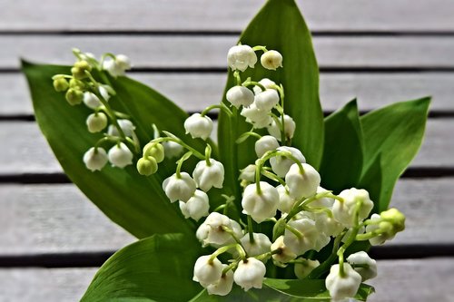 flowers  lily of the valley  poisonous plant