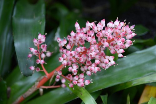 flowers  plants  nature