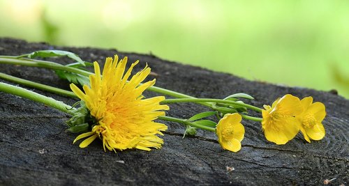 flowers  yellow  plants