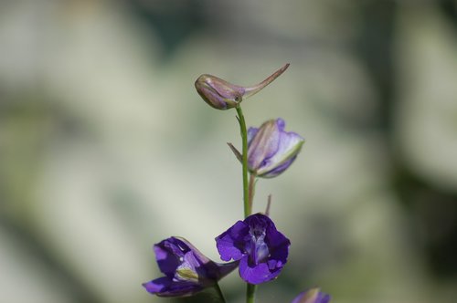 flowers  bloom  petals