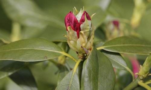 flowers  garden  botany