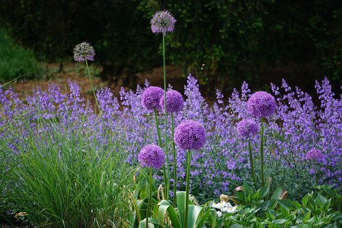 flowers  purple  nature