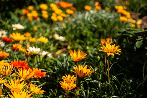 flowers  nature  blossom