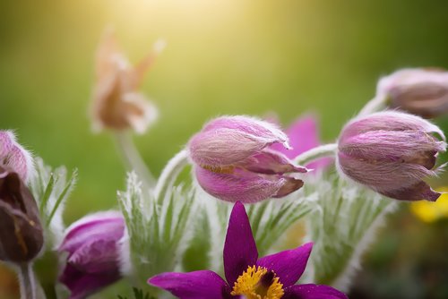 flowers  anemones  garden