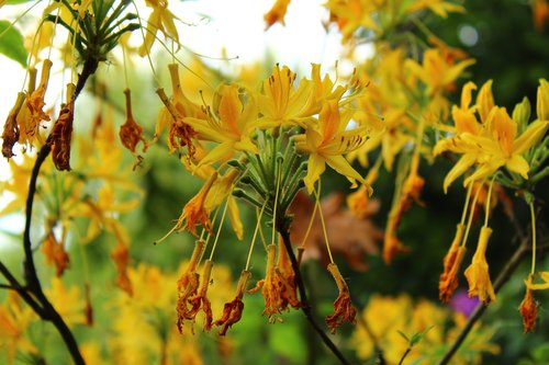 flowers  plants  yellow