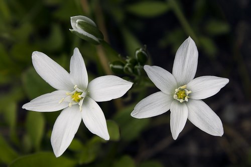flowers  summer white  plant