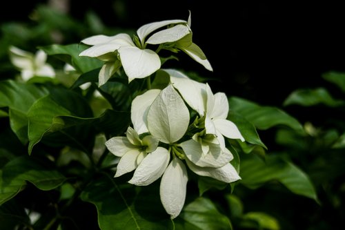 flowers  plant  nature